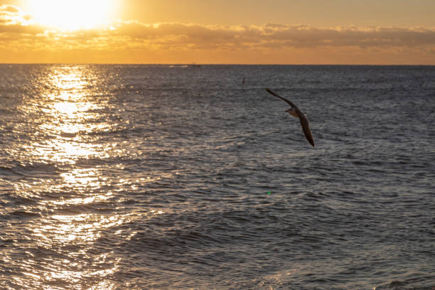 Seagulls flying on the beach at sunrise at Lauderdale By The Sea Beach, Fort Lauderdale, Florida, USA