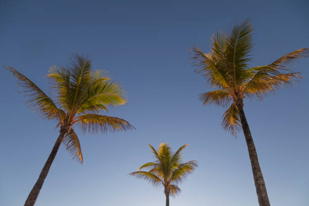 A trio of palm trees sways gently under a vibrant blue sky in Lauderdale-by-the-Sea, Florida. The warm sunlight highlights the lush green fronds, evoking a sense of relaxation and tropical paradise.