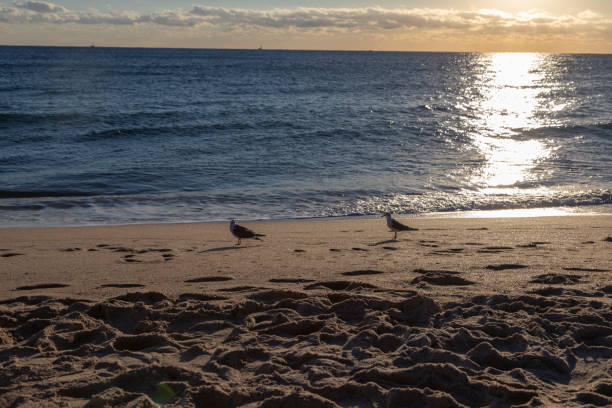 Two seagulls stand on the golden sand of Lauderdale-by-the-Sea, Florida, as the morning sun rises over the ocean. The soft light reflects off the water, creating a serene coastal scene.