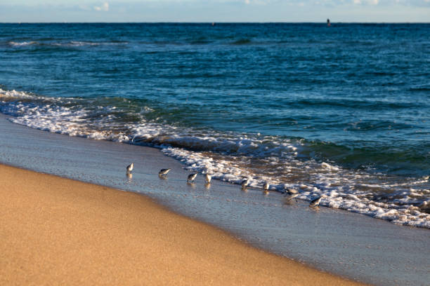 A group of sanderlings scurries along the shoreline at Lauderdale-by-the-Sea, Florida, as gentle waves roll onto the golden sand. These small migratory birds are known for their quick movements, darting back and forth with the tide.