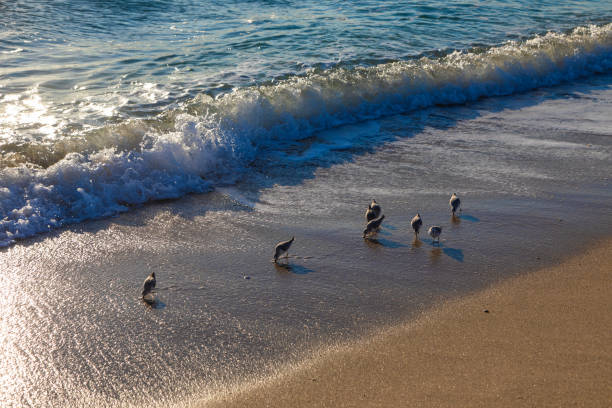 A flock of sanderlings swiftly moves along the shoreline at Lauderdale-by-the-Sea, Florida, dodging the incoming waves. These small migratory shorebirds are known for their synchronized movements, chasing the retreating surf in search of food.