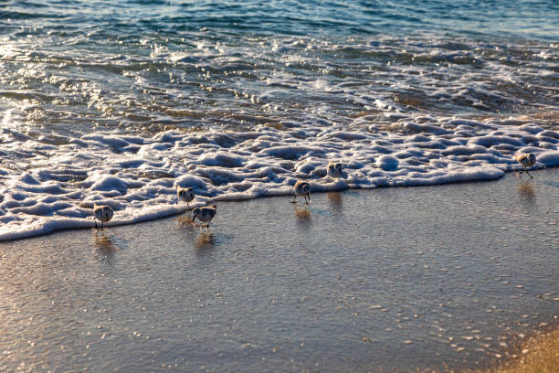A flock of sanderlings swiftly moves along the shoreline at Lauderdale-by-the-Sea, Florida, dodging the incoming waves. These small migratory shorebirds are known for their synchronized movements, chasing the retreating surf in search of food.