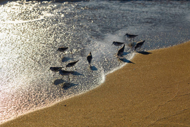 A flock of sanderlings swiftly moves along the shoreline at Lauderdale-by-the-Sea, Florida, dodging the incoming waves. These small migratory shorebirds are known for their synchronized movements, chasing the retreating surf in search of food.