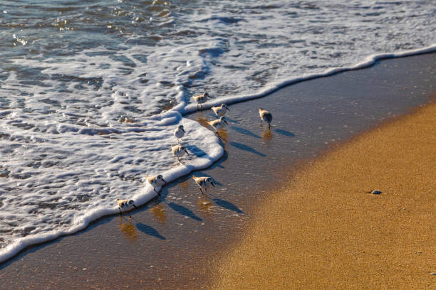 istock Sanderlings at the Shoreline 2195405795