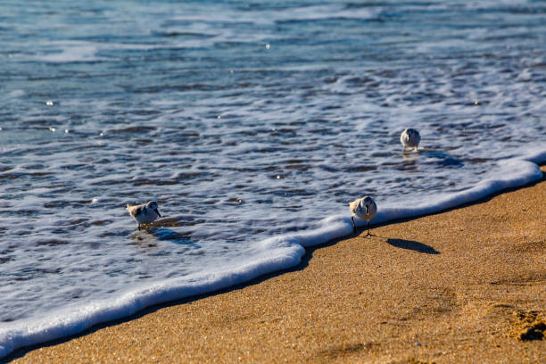 istock Sanderlings at the Shoreline 2195405830