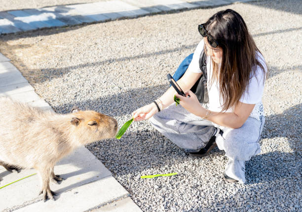 A young Asian woman feeding capybara.