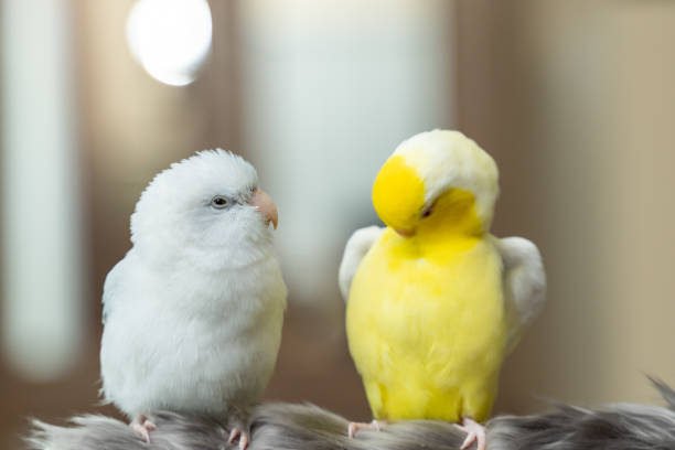 Aves como mascotas