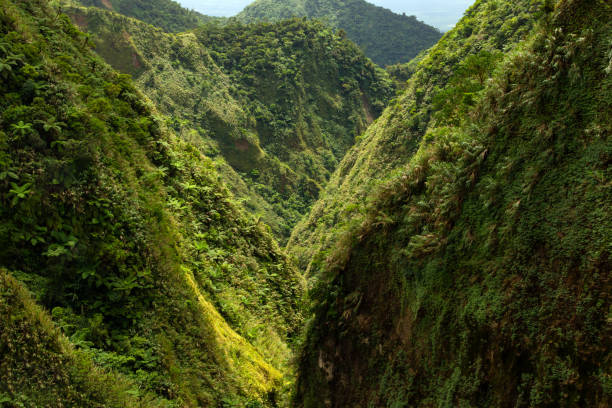 istock gorge in the tropical mountains illuminated by the sun and covered with dense rain forest 2195412022