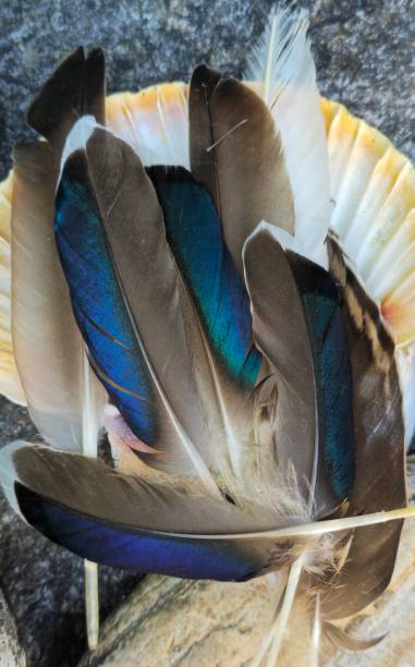 istock Feathers from native New Zealand birds 2195412923