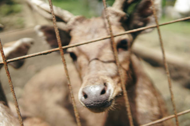 Deer in captivity are fed carrots by a small child. Taman Hutan Raya, Bandung, West Java, Indonesia