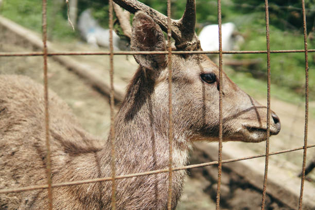 Deer in captivity are fed carrots by a small child. Taman Hutan Raya, Bandung, West Java, Indonesia