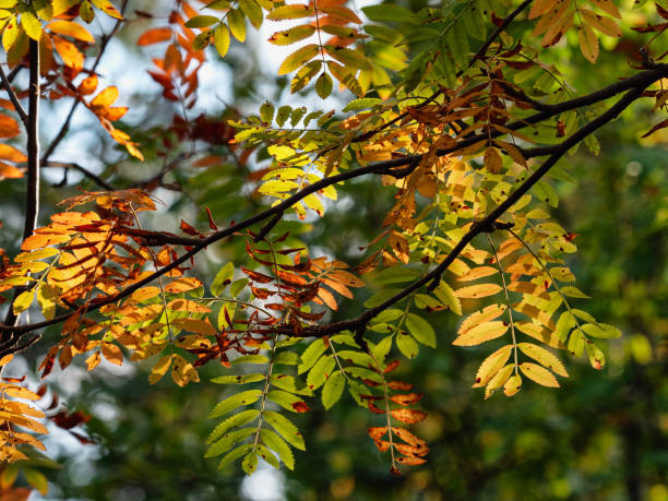 istock Kola Peninsula, rowan leaves in autumn. 2195414845