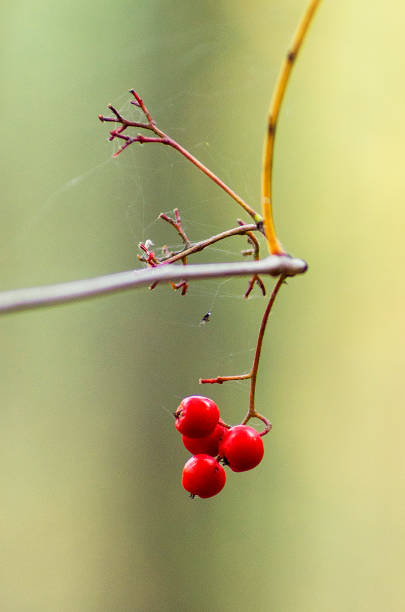 Southern Urals, rowan berries on a branch.
