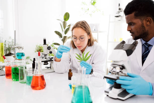 istock Two young Caucasian and African scientists examine plants and liquids in a lab setting, surrounded by various glassware and a microscope, indicating research and experimentation. 2195415373