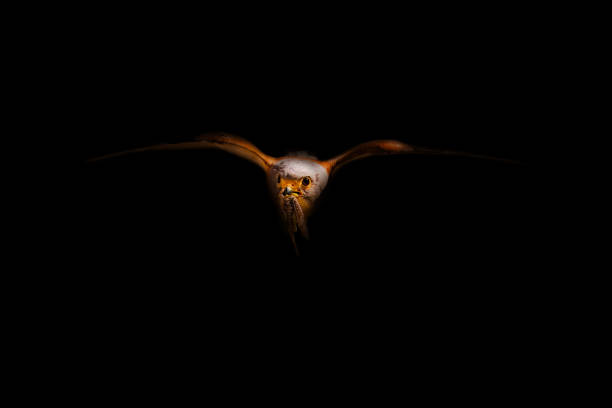 Art wildlife photography.