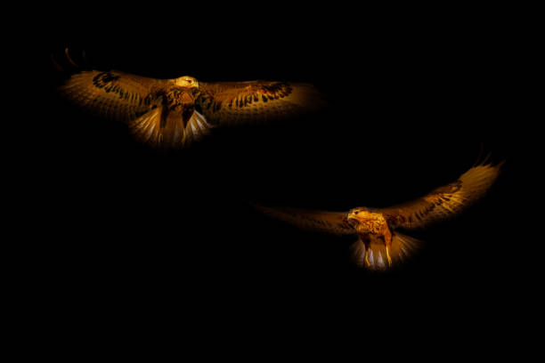 istock Art wildlife photography. 2195415825