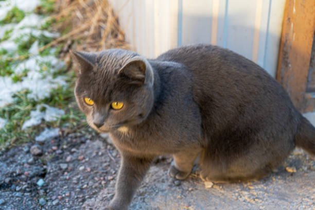 tabby grey cat walking on nature, pet in autumn season, rural scene