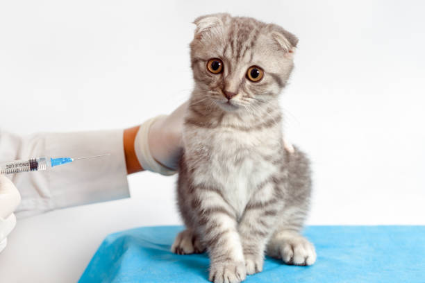 istock Veterinary Care for a Kitten with Vaccine Preparation 2195417335