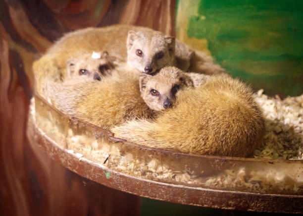 A group of baby animals are sleeping on a table. The table is made of wood and has a green background