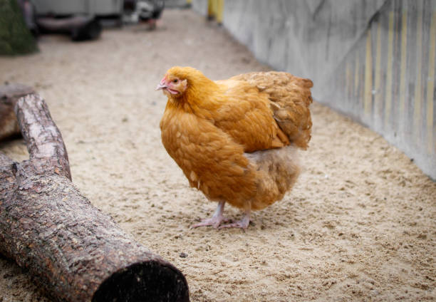 A chicken is standing on a sandy ground next to a log. The chicken is looking at the camera