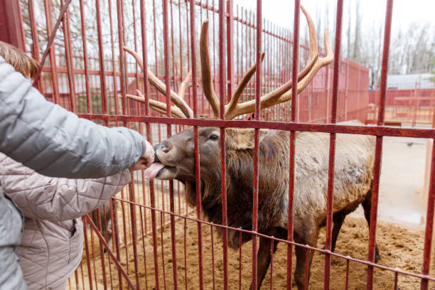A person is feeding a deer in a pen. The deer has antlers and is eating from the person's hand