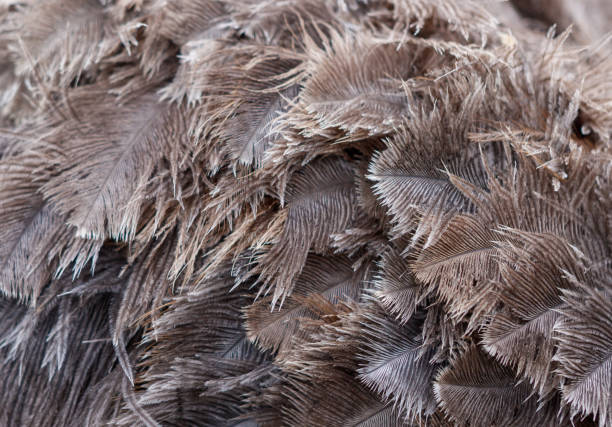 istock The feathers are brown and fuzzy 2195419757