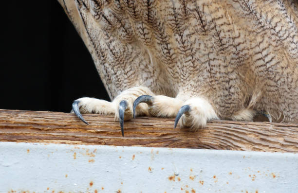 istock A bird with black claws is perched on a wooden post 2195419830