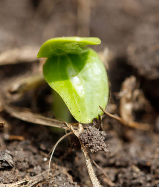 istock A small green plant is growing in the dirt 2195420052