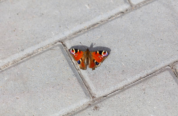A small orange butterfly is sitting on a grey brick sidewalk. The butterfly is the only living thing in the image