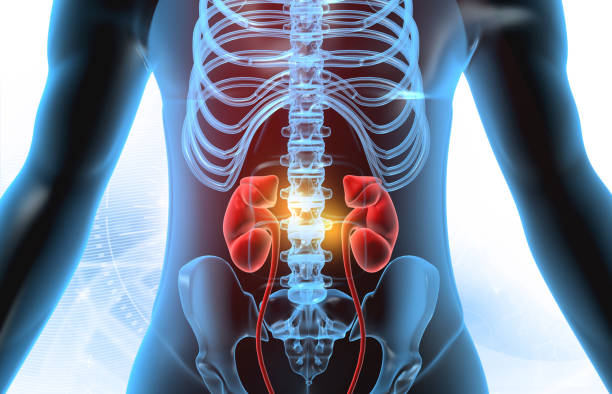 istock Human kidneys and body on ecg background 2195420719