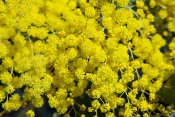 istock Very beautiful mimosa flower closeup. 2195420793