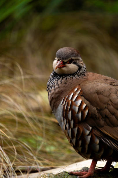 istock Up-close view of a Regal Chukar/ Chukor 2195421220