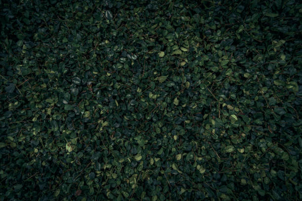 istock texture of dark green foliage 2195421243