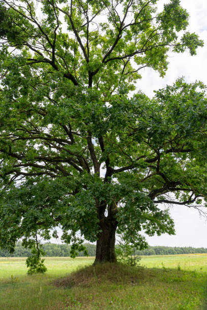 istock a lone oak tree growing in a field with green grass against a cloudy sky 2195421565