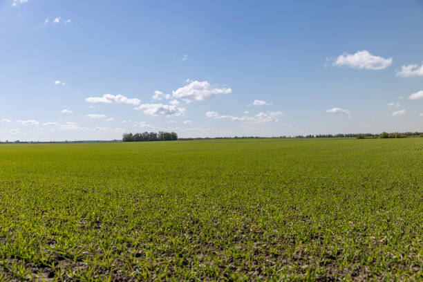 istock green wheat sprouts in a farmer's field 2195421602