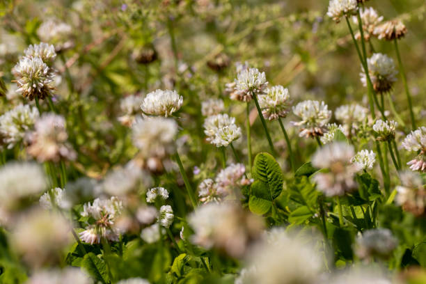 istock a clover blooming with white flowers in early summer 2195421694