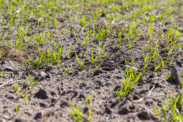 istock a large harvest of green wheat sprouts 2195421766
