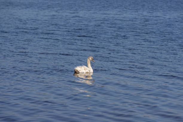 istock a young white swan floating on the lake 2195421818