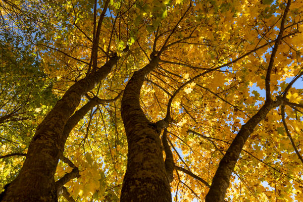 istock yellow maple foliage on branches in sunny autumn weather 2195421874