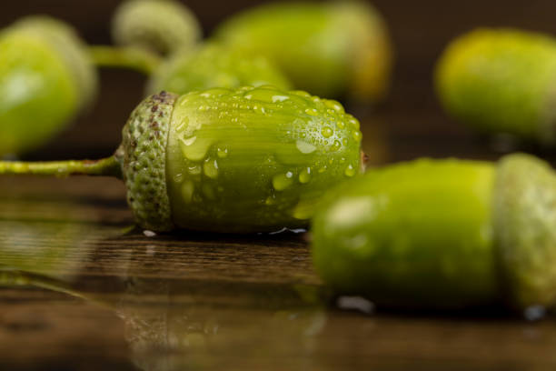 wet green big oak fruits acorns, wet in drops of water green oak acorn close up