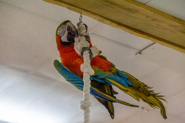 Free picture: parrot, bird, rope, love, colorful, wildlife, animal
