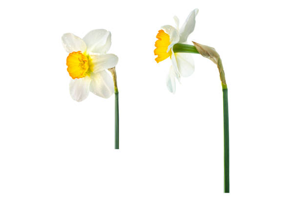 spring fresh flower daffodil. two options. Isolated on white background.