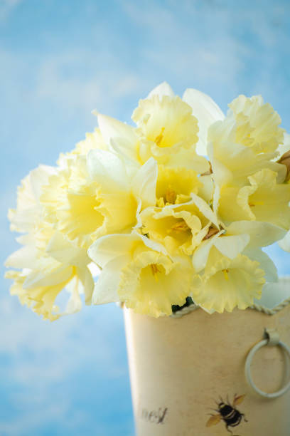 bouquet of fresh spring flowers yellow daffodils on light blue wall background. copy space. easter spring background.
