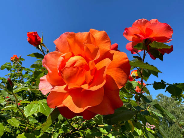 Beautiful flower hybrid tea rose orange bloom