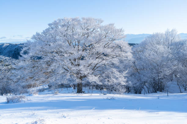 istock Beautiful frosted trees and blue sky 2195428012