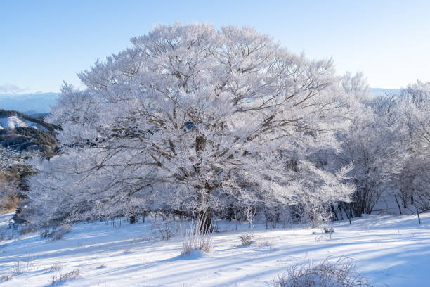 istock Beautiful frosted trees and blue sky 2195428072