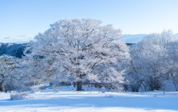 istock Beautiful frosted trees and blue sky 2195428086