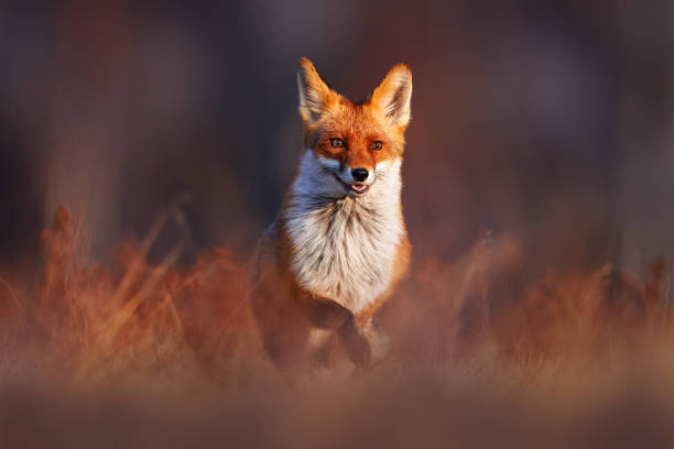 istock Wildlife - fox run on orange autumn gress meadow. Cute red Fox, Vulpes vulpes fall forest. Beautiful animal in nature habitat. Wildlife scene from wild Poland, Europe. Cute animal in habitat, sunset. 2195429084