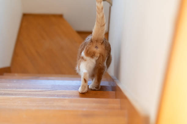 istock The back view of a cat rushing down the stairs 2195429432