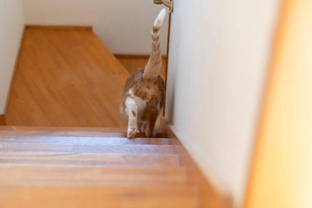istock The back view of a cat rushing down the stairs 2195429441